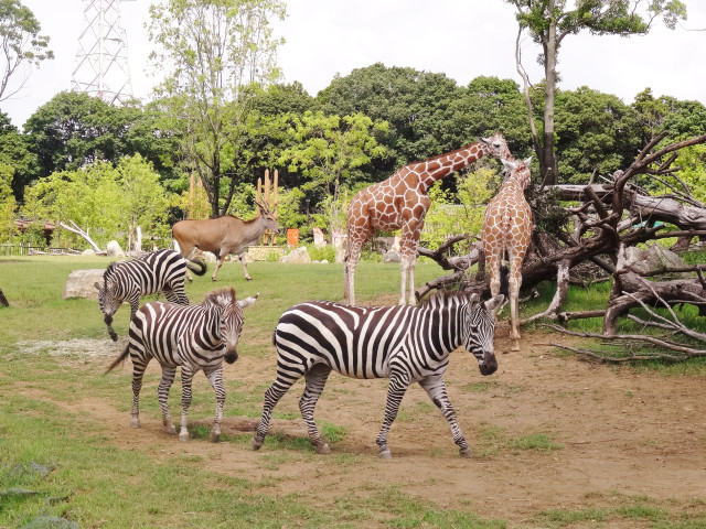 よこはま動物園ズーラシア